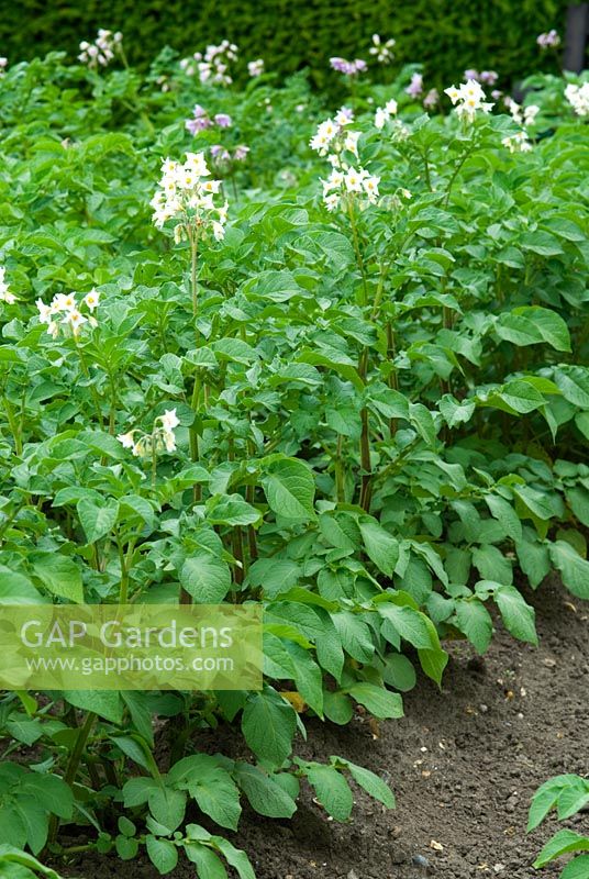 Earthed up Potato 'Markes' in flower