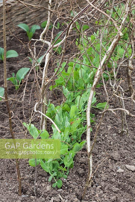 Pea seedlings 'Feltham First' growing through twiggy pea sticks for support