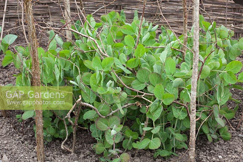Pea 'Purple Podded' seedlings growing through twiggy pea sticks for support