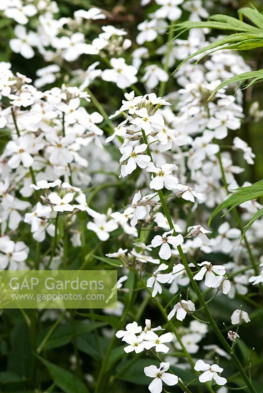 Hesperis matronalis 'Alba' - Sweet Rocket