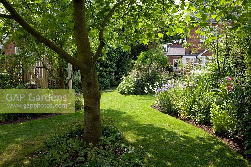 Looking down the garden towards the house, curving lawn and borders, Liriodendron tulipifera in the foreground - Eldenhurst