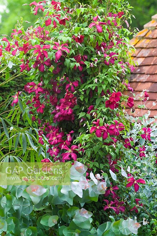 Clematis 'Madame Julia Correvon' growing up a post and young growth of Eucalyptus perriniana in the foreground in the exotic garden at Great Dixter