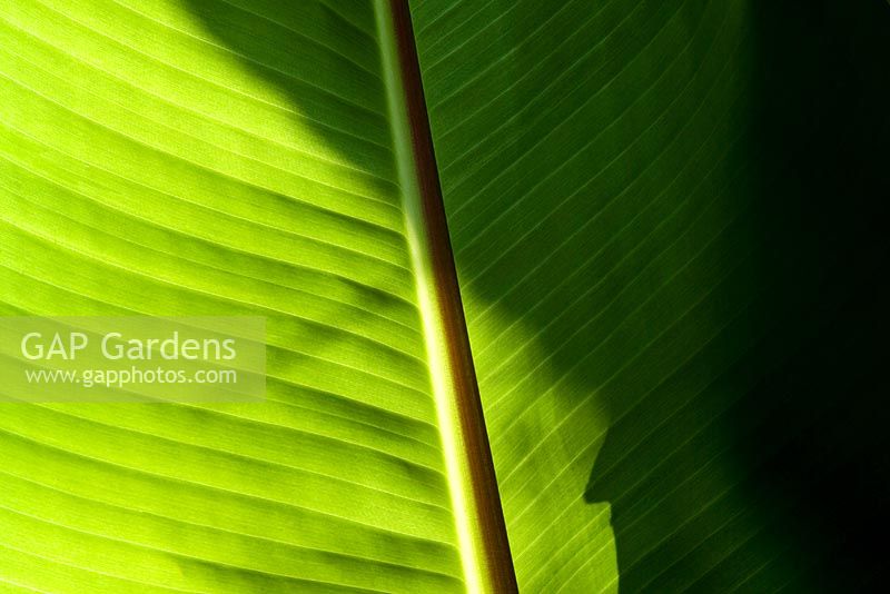Sunlight shining through the leaves of Ensete ventricosum in the exotic garden at Great Dixter 