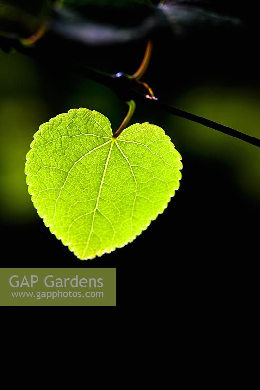 Cercidiphyllum japonicum - Katsura tree