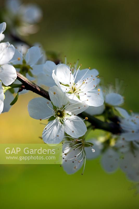 Prunus domestica 'Farleigh' - Damson blossom