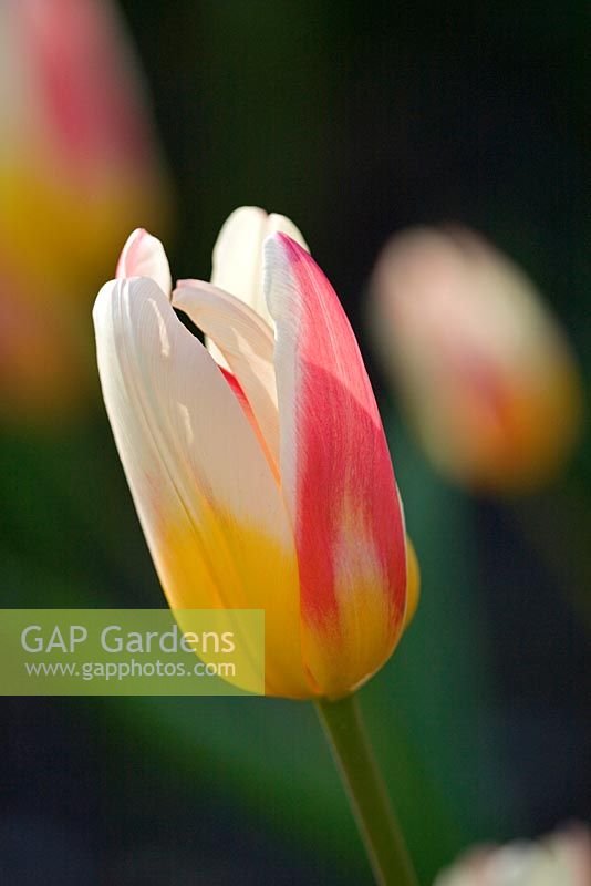 Tulipa kaufmanniana 