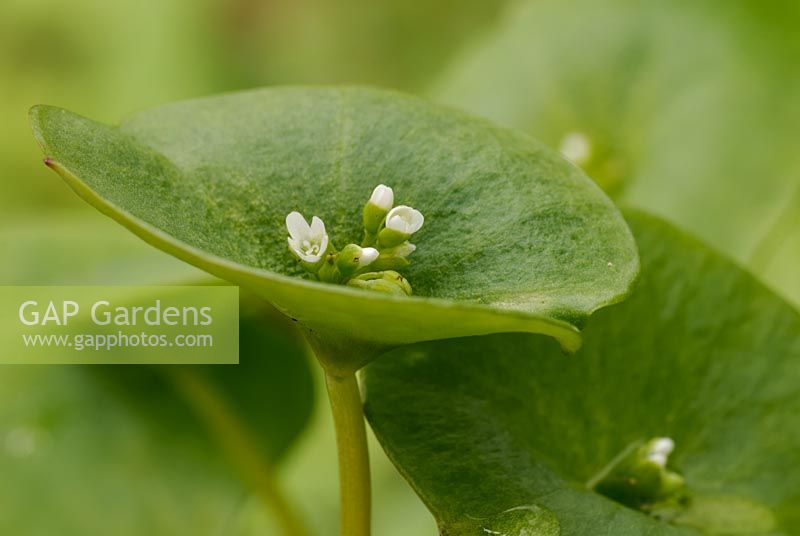 Montia perfoliata - Winter Purslane 