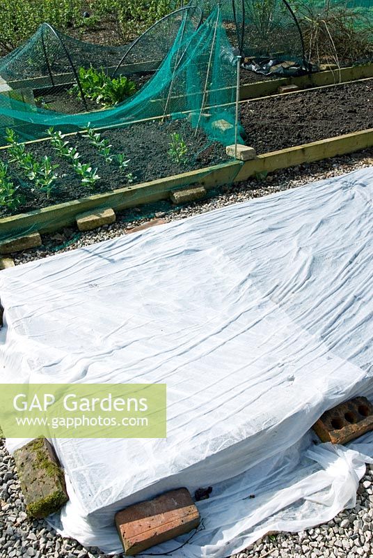 Fleece covering raised beds to protect newly planted potatoes from frost