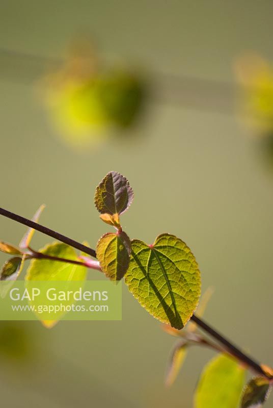 Cercidiphyllum japonica 'Boyd's Dwarf'