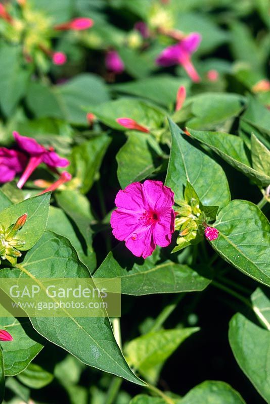 Mirabilis jalapa - Four O'clocks or Marvel of Peru which is a night blooming plant