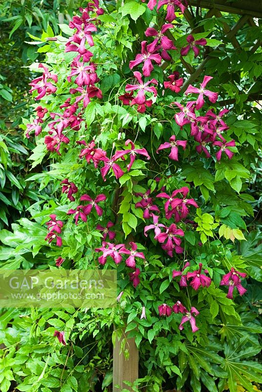 Clematis 'Madame Julia Correvon' growing with Wisteria