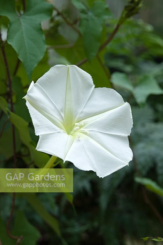 Ipomoea alba - Moonflower, night flowering