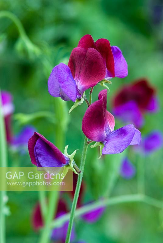 Lathyrus odoratus 'Matucana'