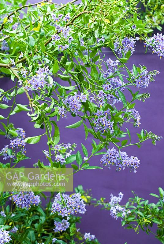 Solanum crispum 'Glasnevin' grown against purple wall