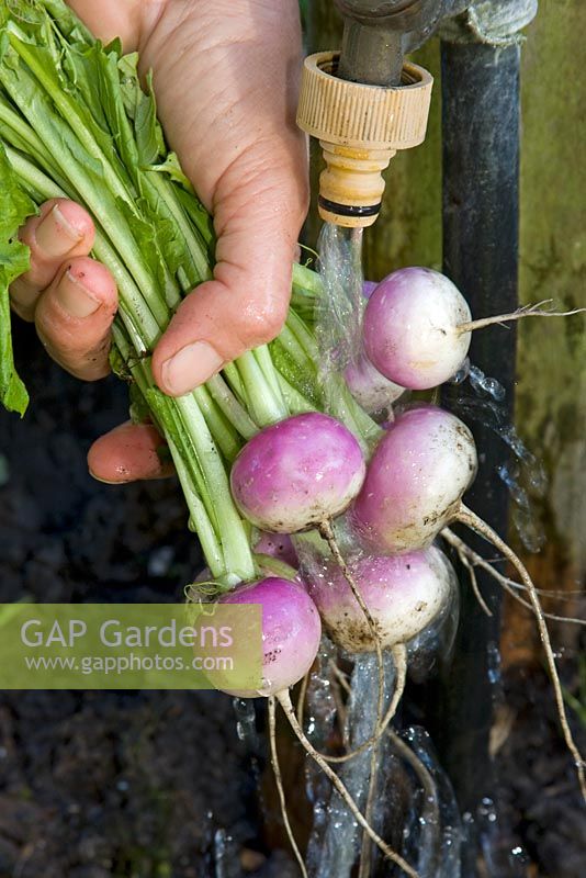 Washing baby turnips