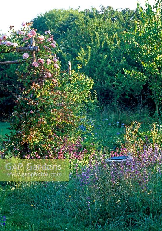 Wildflowers surrounding sundial, pergola clothed in Rosa 'Albertine' and Lonicera