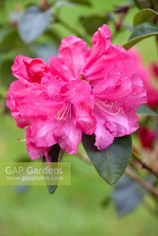 Rhododendron 'Gartendirektor Glocker'