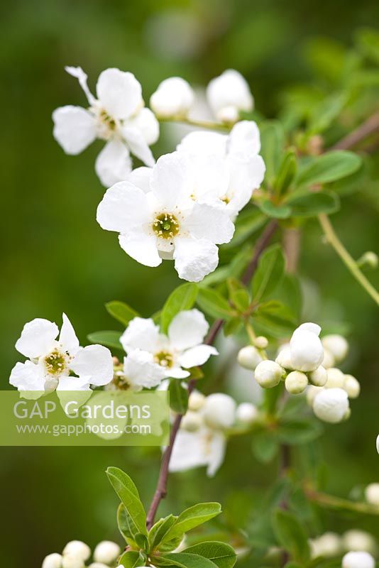 Exochorda x macrantha 'The Bride'