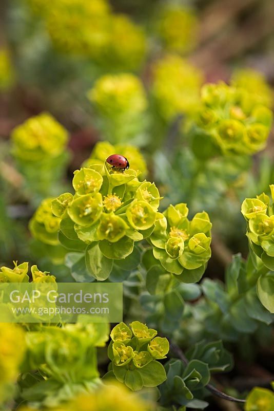 Euphorbia myrsinites with lady bird