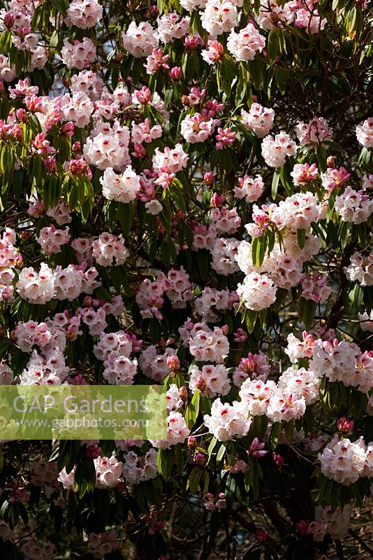 Rhododendron morii