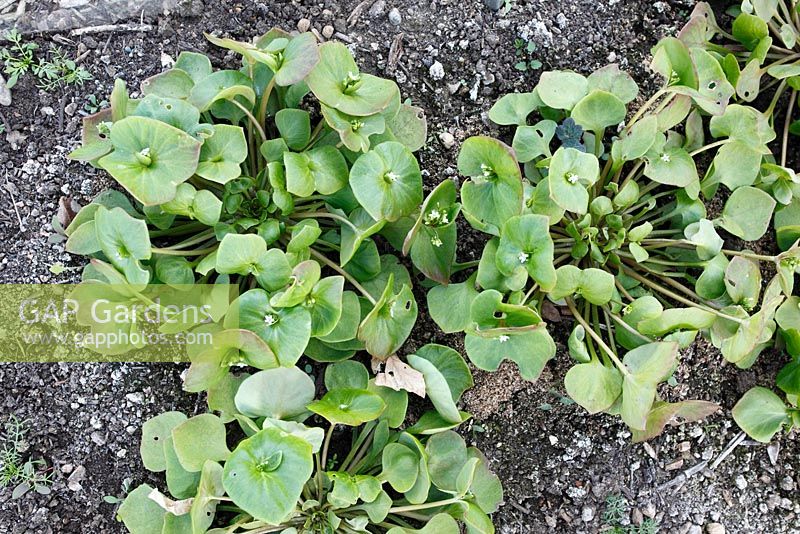 Claytonia - Winter Purslane