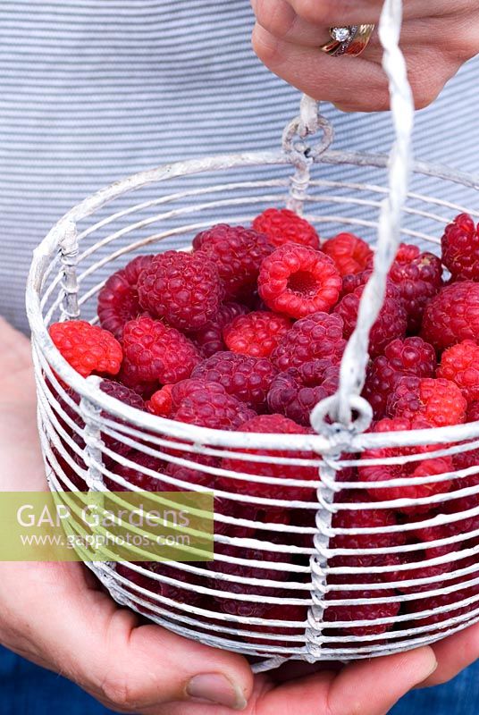Hand holding basket of freshly harvested raspberries 