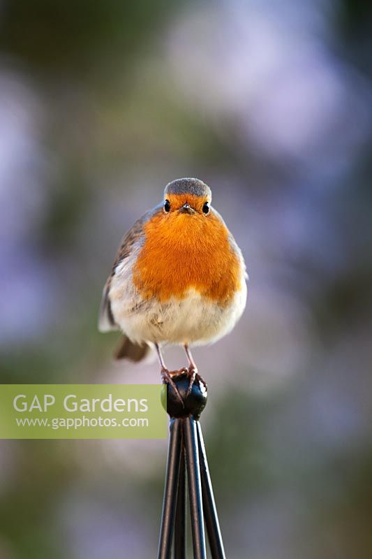 Erithacus Rubecula - Robin sitting on plant obelisk