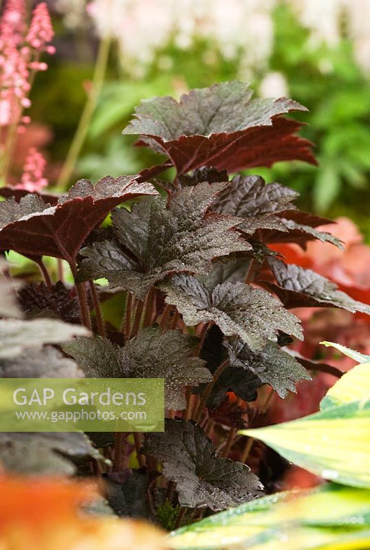 Heuchera 'Blackout', introduced by Plantagogo at RHS Cardiff flower show 2009