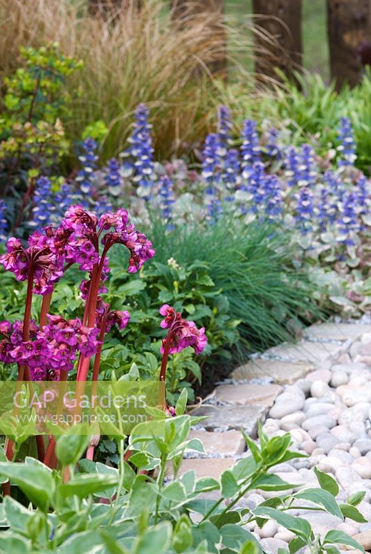 Bergenia cordifolia