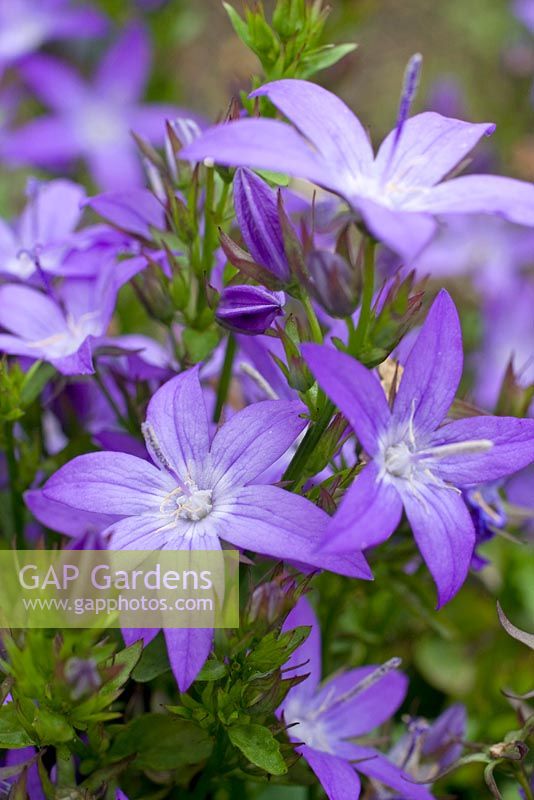 Campanula poscharskyana 'Blue Rivulet' 