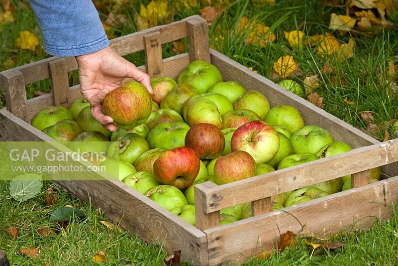 Picking Bramley apples