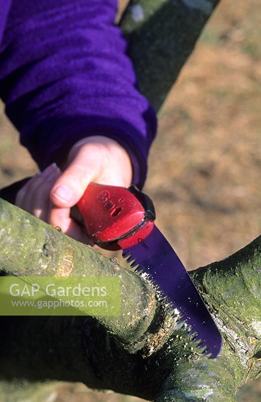 Pruning apple tree branch with folding hand saw in November