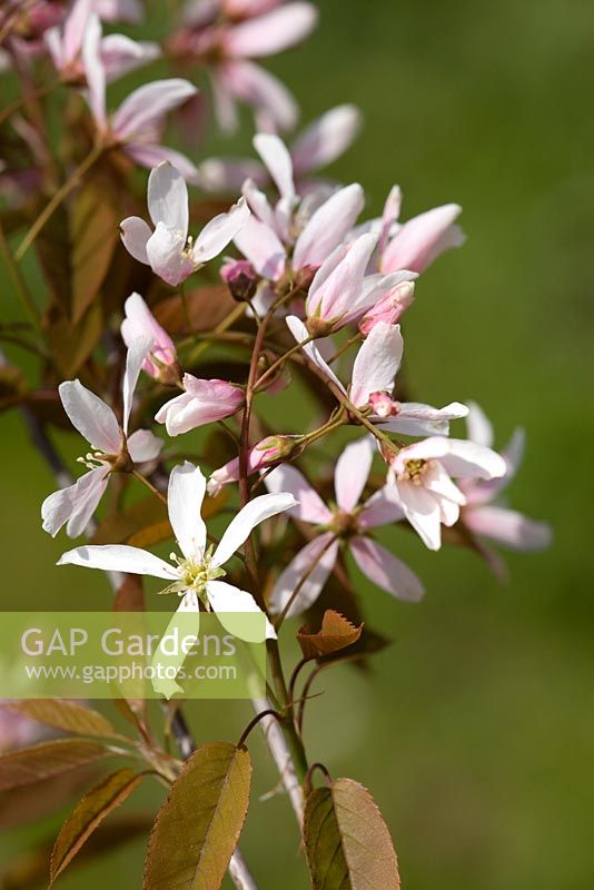 Amelanchier 'Robin Hill'