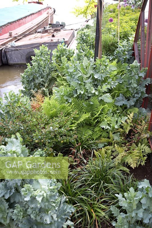 Contrasting foliage of Papaver somniferum, ferns, Escallonia and Liriope - Barge planting on River Thames, London