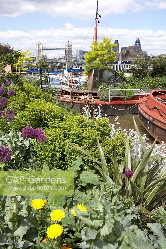 Euphorbia amygdaloides var robbiae, Allium 'Purple Sensation', Phormium, Calendula, Papaver and Robinia pseudoacacia - Barge boat planting on River Thames, London with view of Tower Bridge and Gherkin