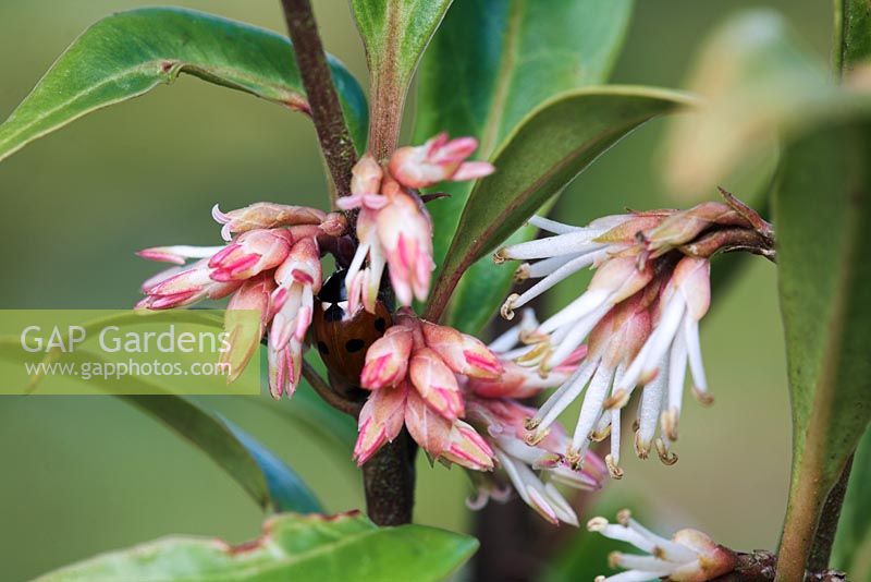 Ladybird in Sarcococca hookeriana var. digyna 