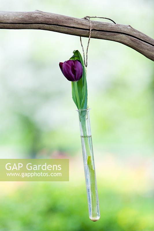 Tulipa 'Queen of the Night' - Single tulip in a glass test tube hanging from a branch at Keukenhof gardens, Amsterdam