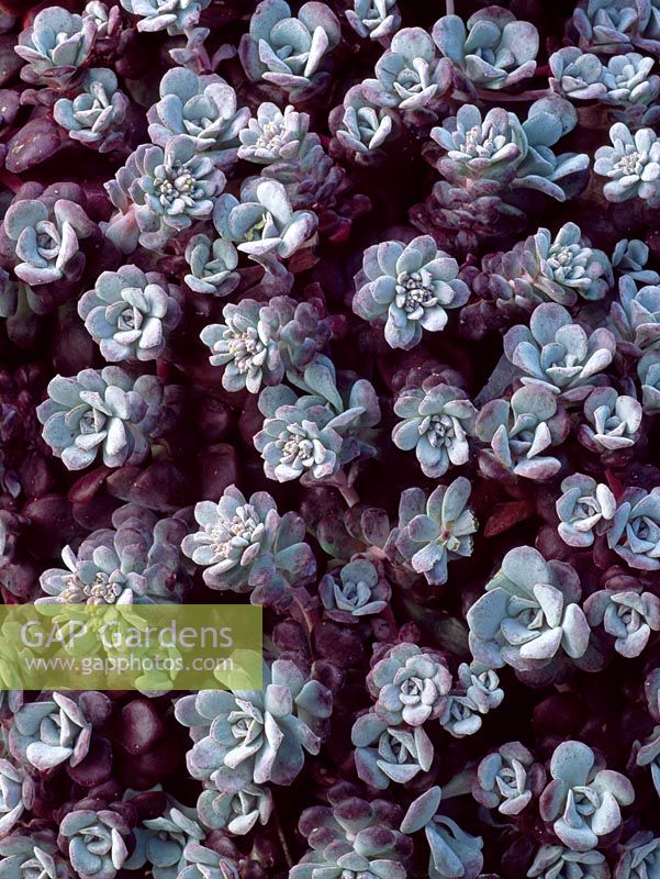 Sedum spathulifolium 'Purpureum'