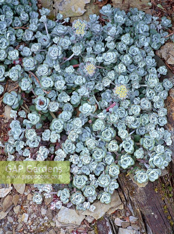 Sedum spathulifolium 'Cape Blanco'