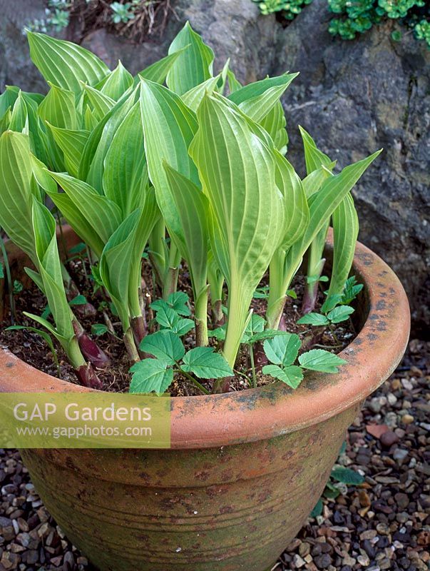 Hosta in pot with Aegopodium podagraria,  Ground Elder growing as a weed