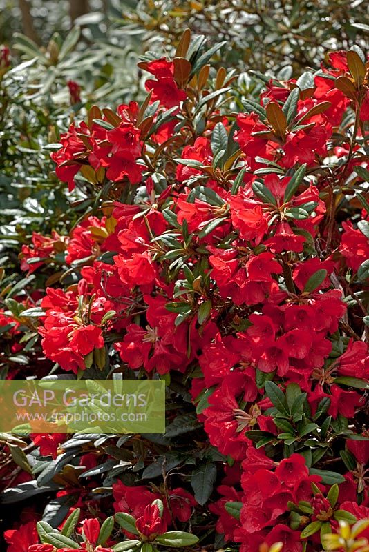Rhododendron 'Review Order'