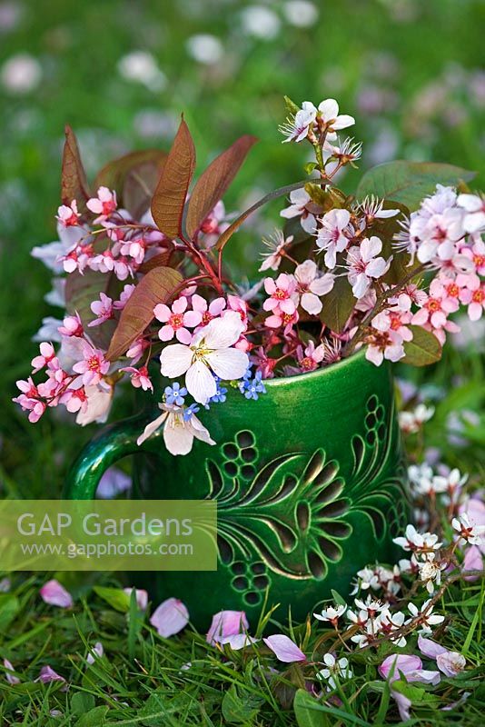 Antique mug with mixed Prunus including Prunus cerasifera 'Nigra', Prunus padus 'Colorata', Prunus spinosa and Myosotis