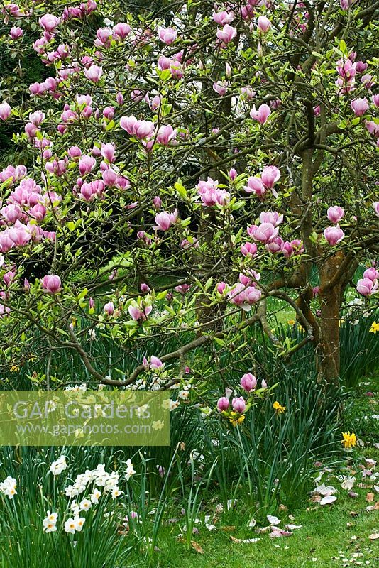 Magnolia x soulangeana and Narcissus in Spring - Exbury Gardens, Hampshire