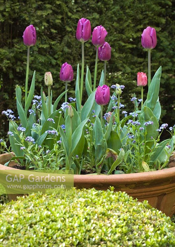Terracotta pot with tulips and forget-me-nots at Manor Farm Holywell, Warwickshire  