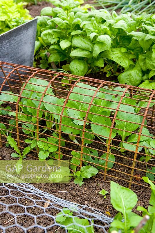 Protected vegetable seedlings 