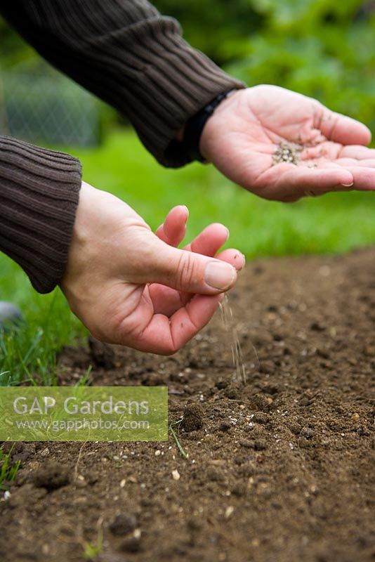 Sowing salad seed broadcast in patches 