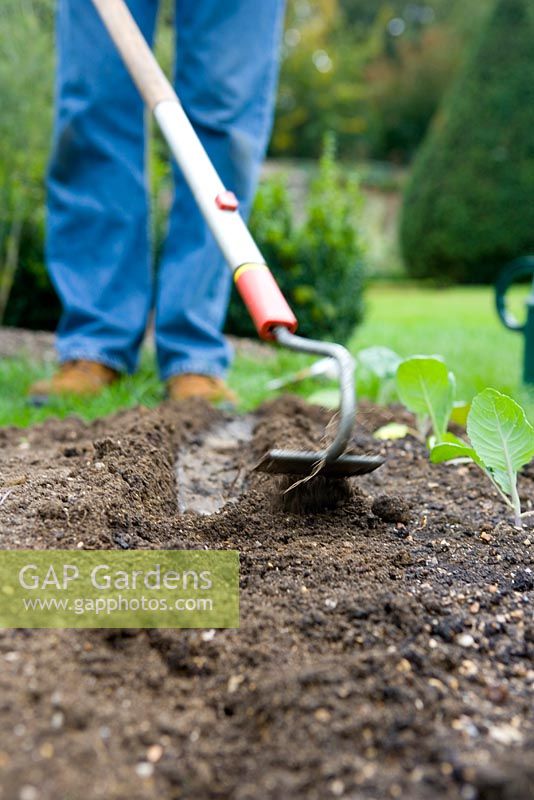 Making a seed drill and sowing carrot seeds