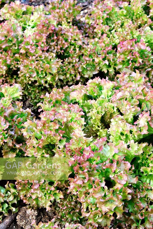 Lactuca sativa 'Lollo Rosso' - An overwintered lettuce in April