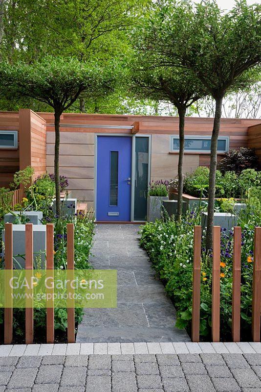 Front garden with Elaeagnus multiflora - roof top pruned. Underplanting includes Geranium phaeum, Aquilegia vulgaris var. stellata 'Blue Barlow', A. vulgaris var. stellata 'Ruby Port', Alchemilla erythropoda, and Angelica archangelicaMarshalls. Living Street Garden, sponsored by Marshalls plc - Silver-Gilt Flora medal winner at RHS Chelsea Flower Show 2009