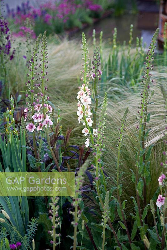 Verbascums and Stipa tenuissima - The Future Nature Garden, Sponsored by Yorkshire Water, University of Sheffield Alumni Fund, Green City Initiative, Buro Happold - RHS Chelsea Flower Show 2009